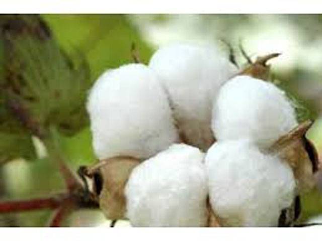 PCCC to mark World Cotton Day on Oct 7 at CCRI Multan