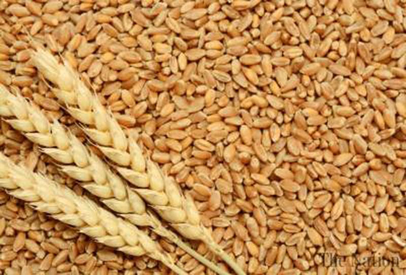 2800 bags of wheat seed, fertilizer distributed among 350 farmers