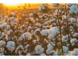 4.6m cotton bales reach ginneries across Pakistan