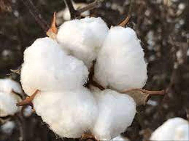 Govt committed to enhance cotton crop output, says minister