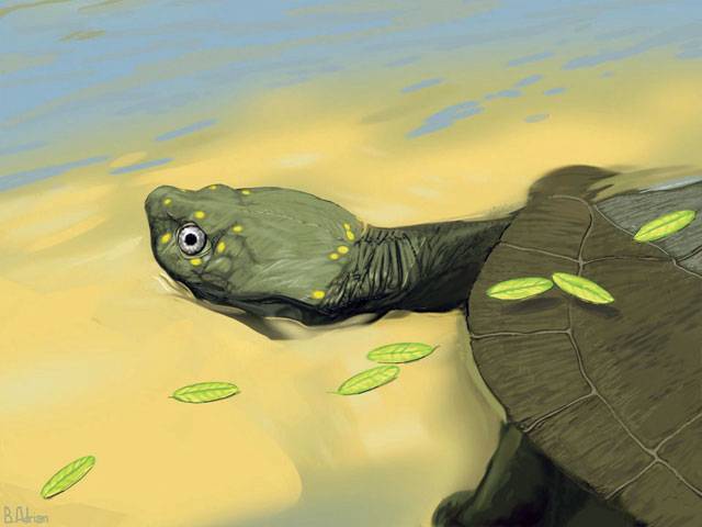 New species of ancient Turtle discovered