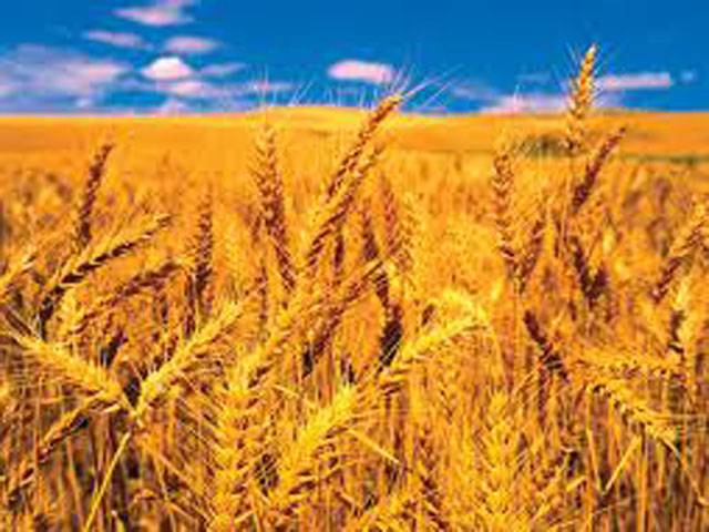 South Punjab sets new wheat production record this year  