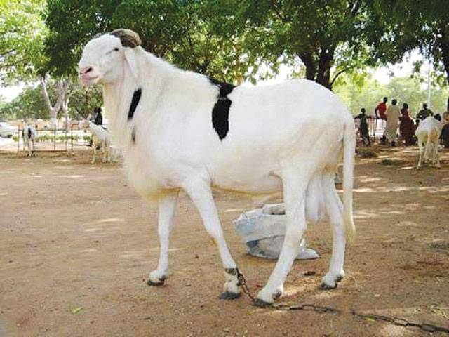 In Senegal, giant sheep prized for Eid