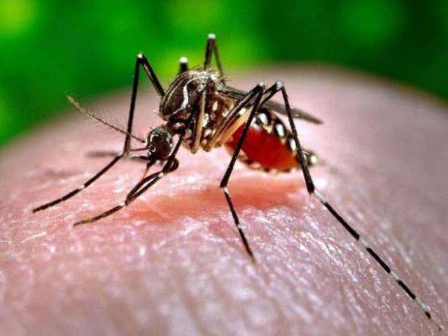 Anti-dengue drive stepped up in Lahore