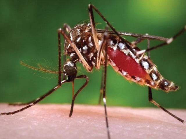 Islamabad reports 117 dengue cases, 5 deaths in 24 hours