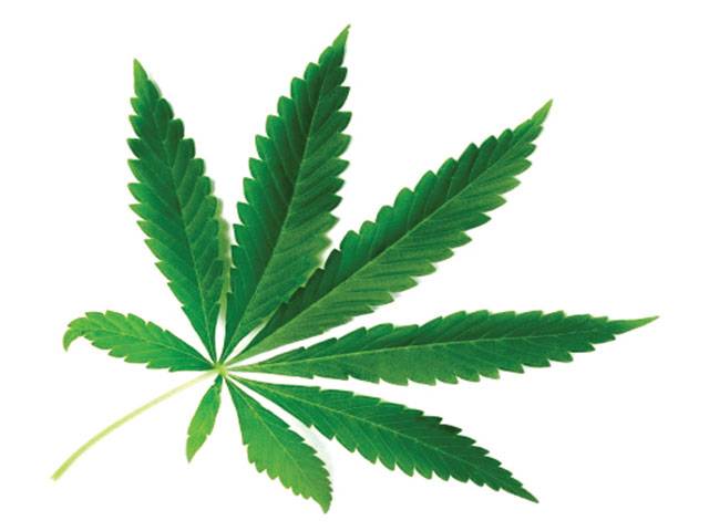 Cannabis can cure diseases, strengthens nerves: Supreme Court