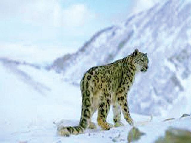 Snow leopard attacks livestock corral in Upper Chitral, kills six goats of poor villager