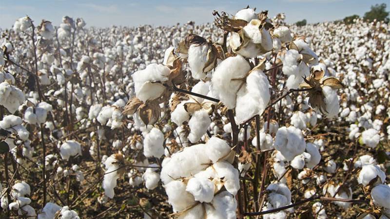 Pakistan witnesses bumper cotton crop, claims IUB VC