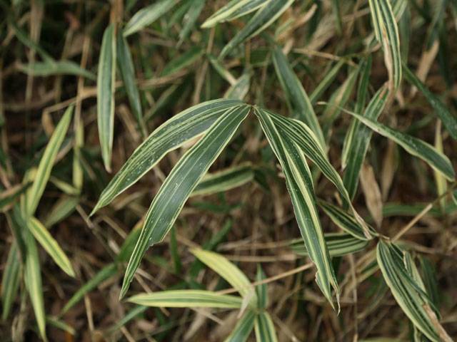 China, INBAR to help Pakistan develop bamboo industry