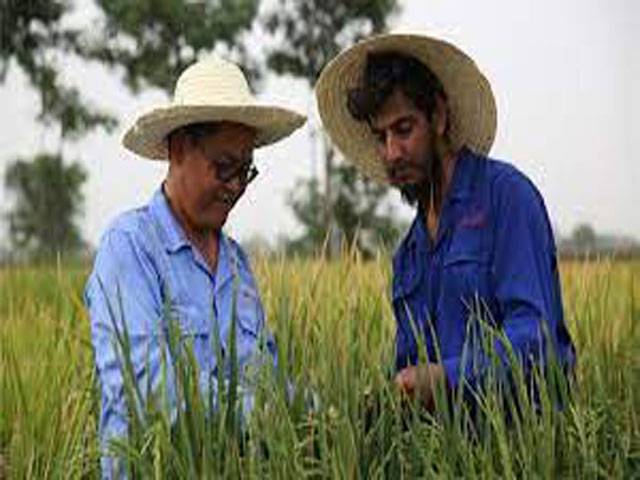 Gansu to share agricultural expertise with Pakistan