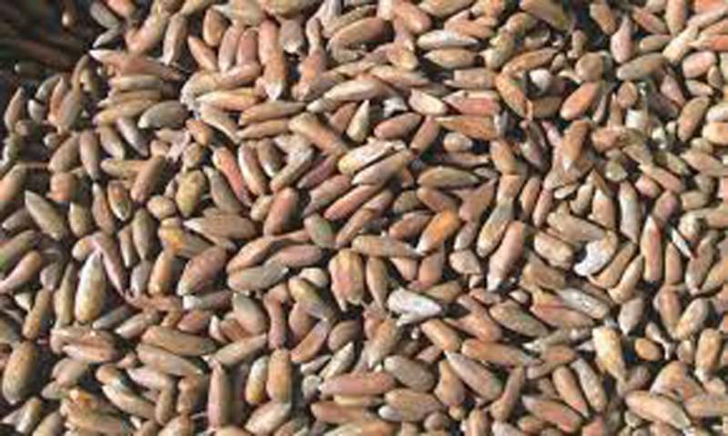 https://www.nation.com.pk/print_images/large/2022-04-05/china-becomes-main-export-destination-for-pakistani-pine-nut-1662016913-1042.jpg