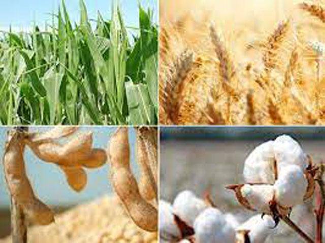 Chinese company to introduce corn, cotton, wheat seeds to improve yield in Pakistan