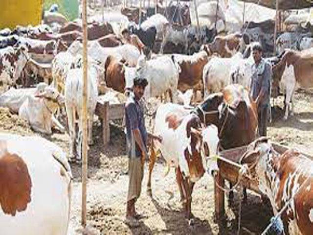 National Livestock Policy to boost Halal meat export: Jawad