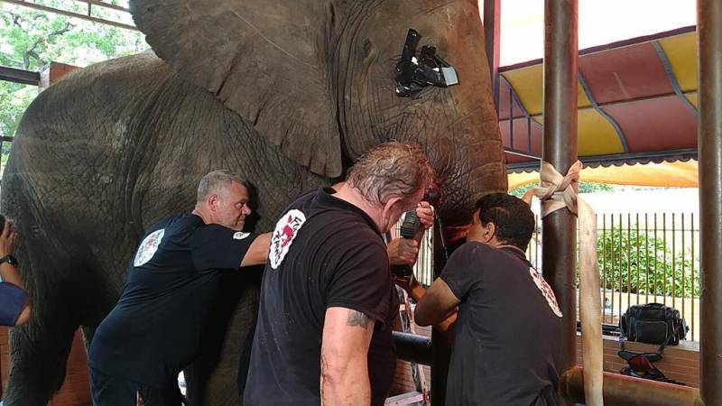 Karachi's elephant gets relief after years of dental pain