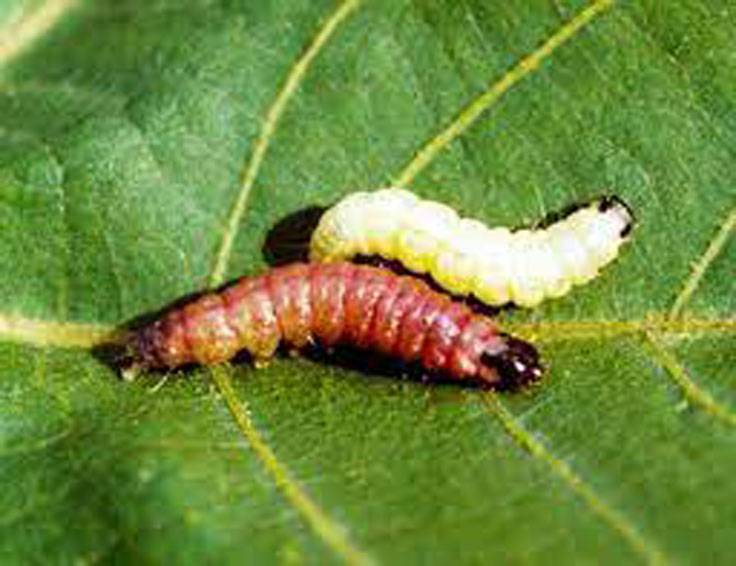 Experts warn farmers against pink bollworm threat