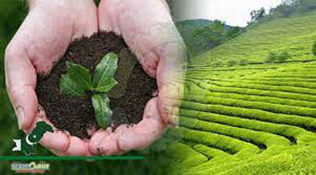 Tea plantation to help Pakistan reduce import bill