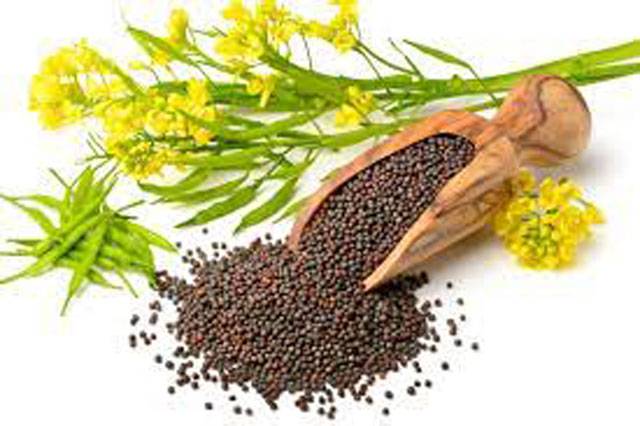 Enhanced canola production to help reduce edible oil imports