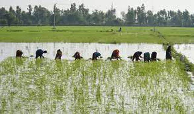 Devastating floods cause 5 percent cut in Pakistan’s rice exports