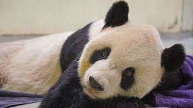 Giant panda gifted to Taiwan by China dies