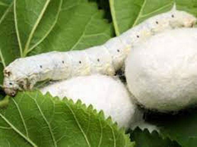 Sericulture cottage industry opens new vistas of economic progress in AJK