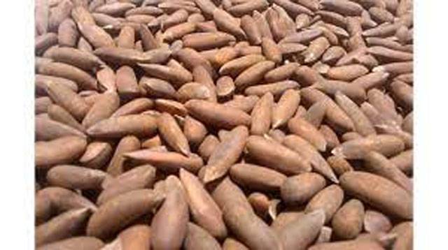 Huge market exists in China for Pakistani pine nuts