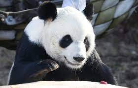 Giant pandas to return to China after two decades at Memphis Zoo