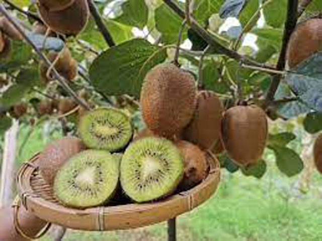 Kiwifruit can help more Pak farmers throw off poverty