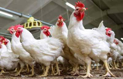 Chicken price touches Rs700 per kg in Karachi