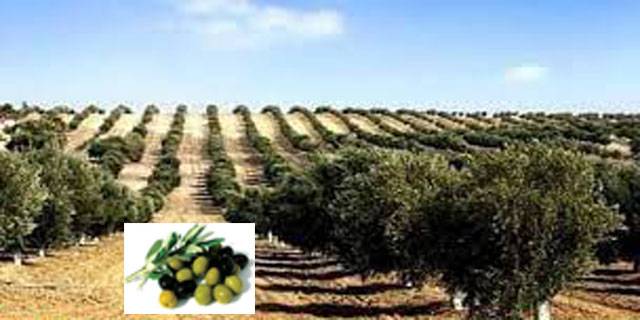 Over 2 million wild olive trees to be grafted during current spring season  