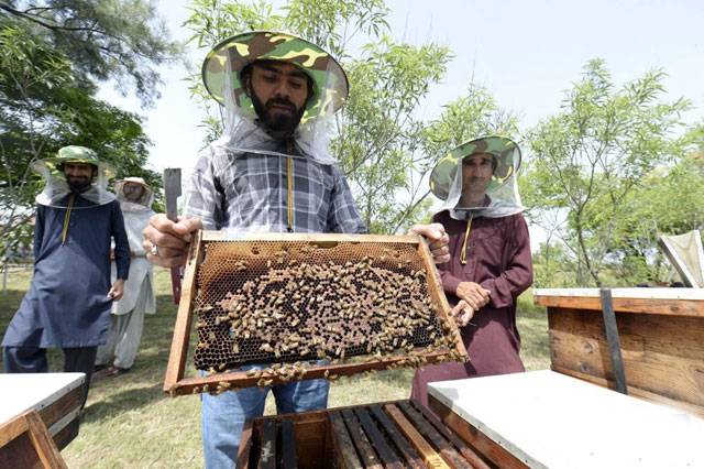 Beekeepers can overcome challenges by following Chinese style of bee-keeping