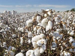 Over 8.2m cotton bales reach ginneries