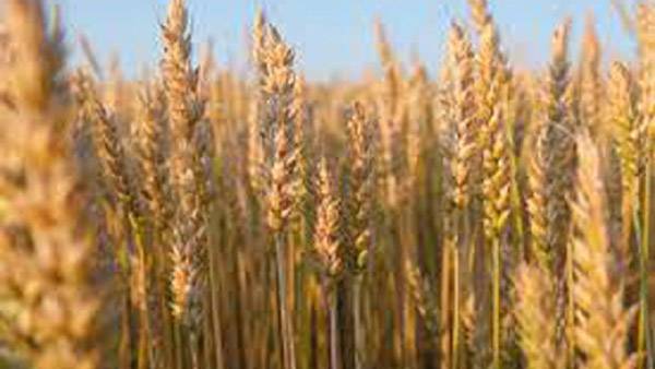 Ongoing rain spell to be beneficial for Rabi crops, particularly wheat: Experts