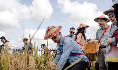 Chinese hybrid rice harvested at Brunei farm