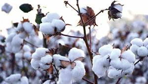 Cotton price up by Rs500 per 40kg