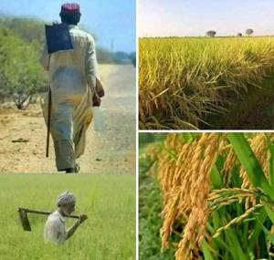 Growers condemn low paddy prices in Sujawal