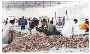 Sindh govt chalks out plan to boost fisheries production