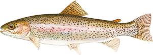 Fish of the season: A must try trout winter recipe for food lovers