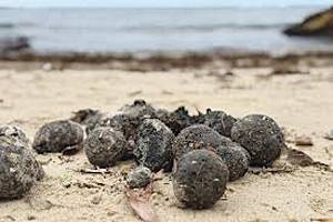 Sydney identifies ‘disgusting’ balls that shut beaches