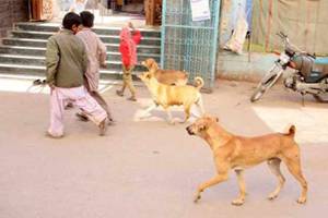 CM orders measures to protect children from dog-biting