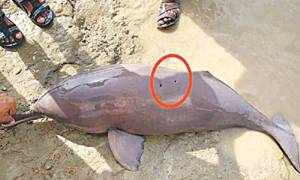 Case registered againt two individuals for killing rare Indus dolphin in Dadu