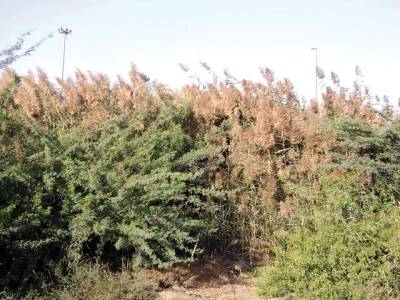 Mesquite plants can reduce energy crises: study