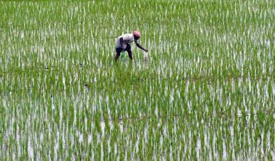 Pakistanâs rice sector lagging behind in productivity