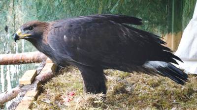 Golden Eagle Death Setback For South Of Scotland Project