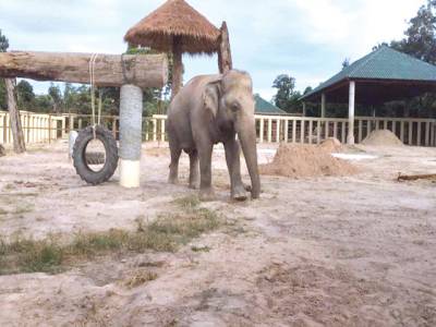 Kaavan living happy life in new Cambodian jungle home