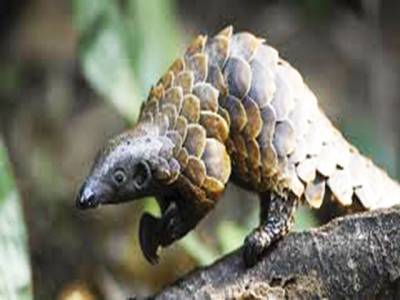 Five arrested over trafficking of pangolin at Hazara