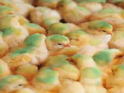 KP Livestock to rehabilitate 1,800 closed poultry farms